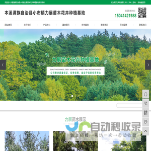 辽宁苗木_本溪苗木批发_本溪五角枫_辽宁花卉-本溪满族自治县小市镇力展苗木花卉种植基地