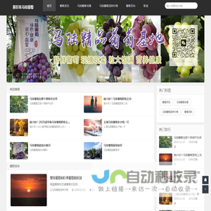 马陆葡萄采摘|马陆葡萄品种|马陆葡萄价格
