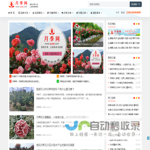 月季网-月季树花苗基地,品种图片和批发报价