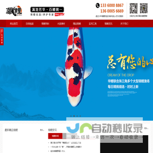 华鲤，日本锦鲤，纯种锦鲤，精品锦鲤批发，锦鲤护理热线：13360008867-