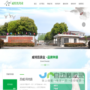 江苏威特凯鸽业有限公司_苏威1号肉鸽_欧洲肉鸽_白卡奴鸽