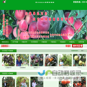 成都天府新区宗富水果种植专业合作社|桃树苗