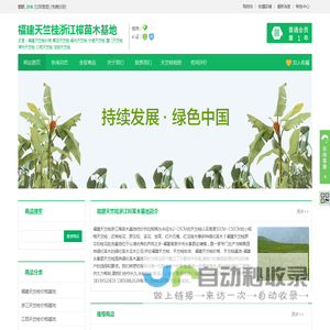 福建天竺桂浙江樟苗木基地-福建天竺桂浙江樟苗木基地