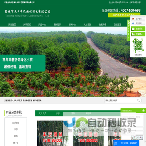大叶女贞批发-银杏种植基地-水杉种植基地-盐城市大丰丰艺园林绿化有限公司