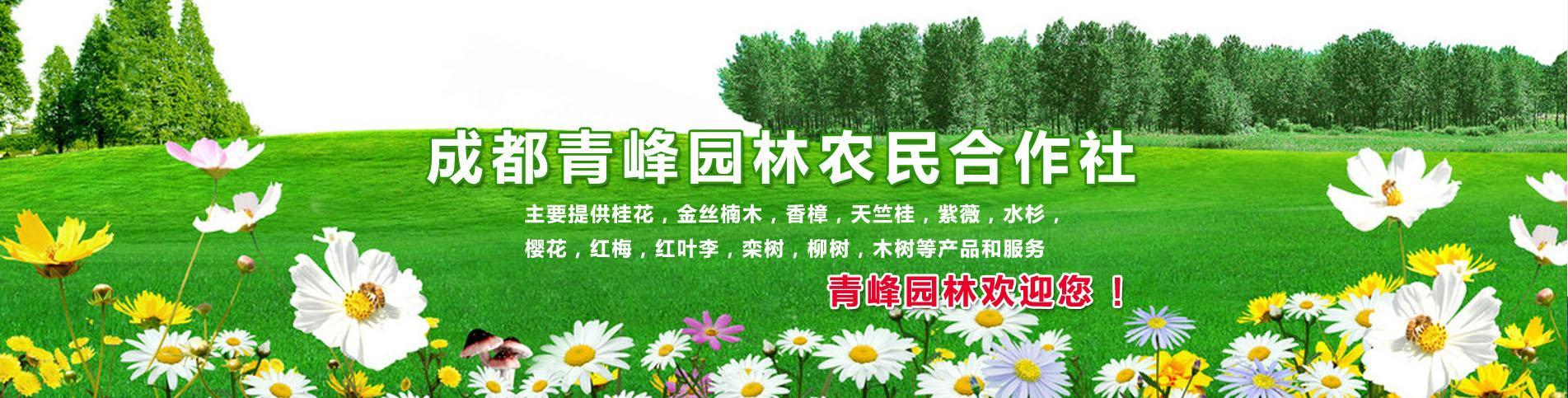 都江堰市青峰苗木种植农民专业合作社-都江堰市青峰苗木种植农民专业合作社