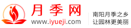 月季网-月季树花苗基地,品种图片和批发报价