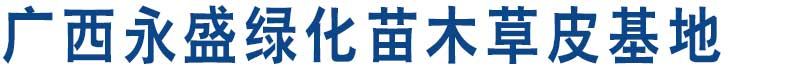 广西永盛绿化苗木草皮基地广西草皮_南宁草皮批发_广西草皮批发